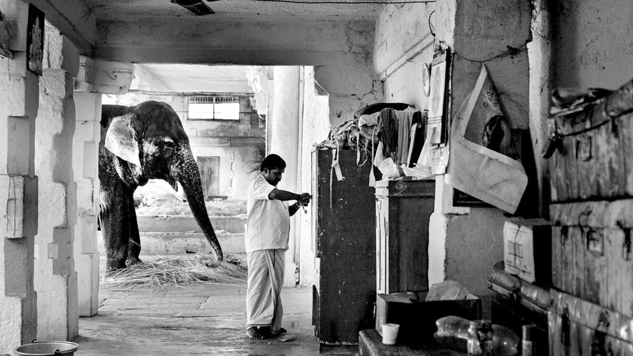 Home of a Mahout, Tamil Nadu. PICS COURTESY/ASHA THADANI
