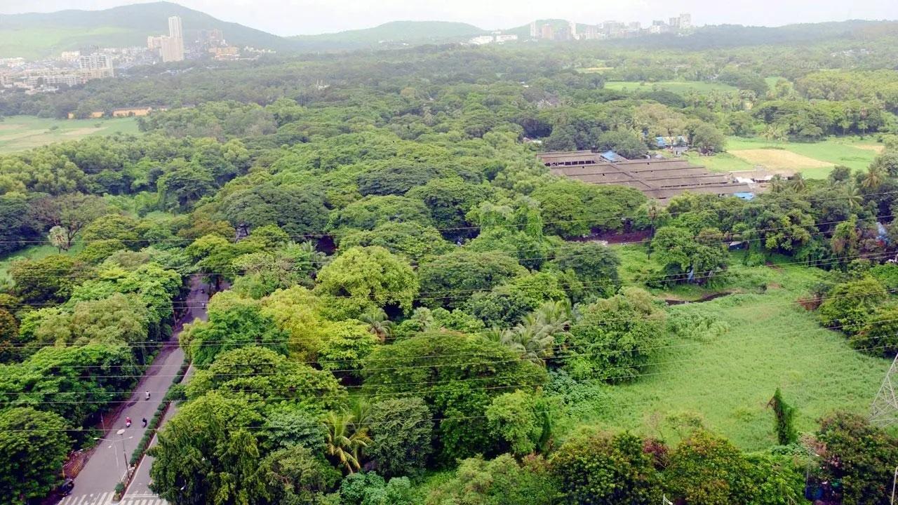 No tree cutting in Aarey, only bushes and branches trimmed: MMRCL to SC