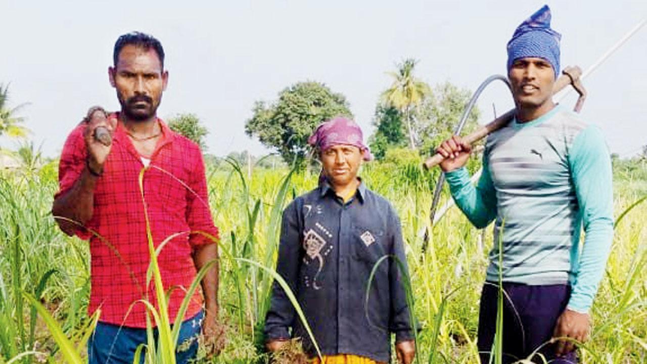 Maharashtra State Kabaddi captain cuts sugarcane for living