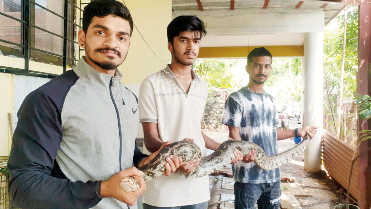 An Indian rock python rescued from Kajupada in Borivli East
