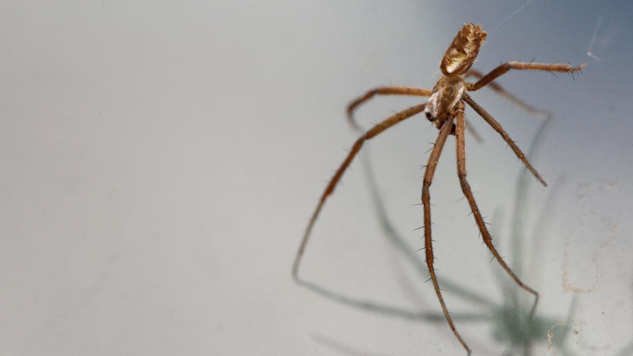 Spiders counter female cannibalism by increasing sperm transfer