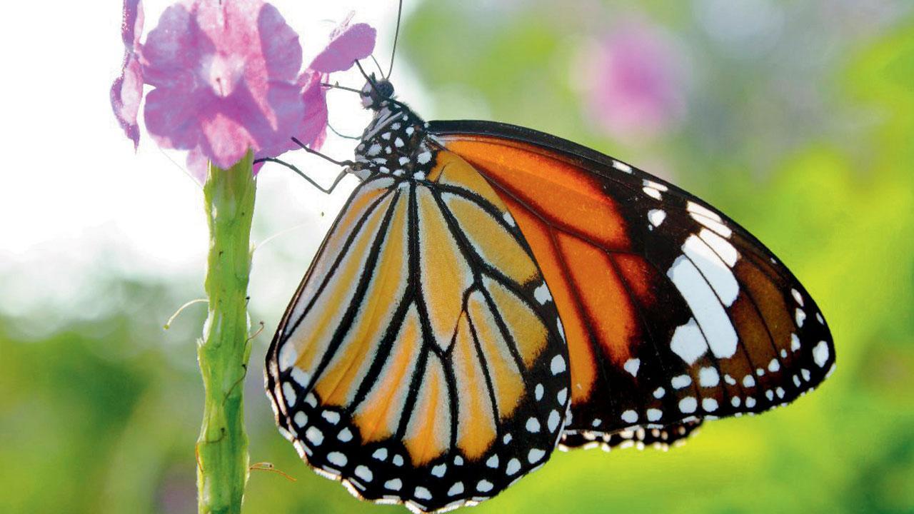 Visit this open-air butterfly garden on Ghodbunder Road this weekend