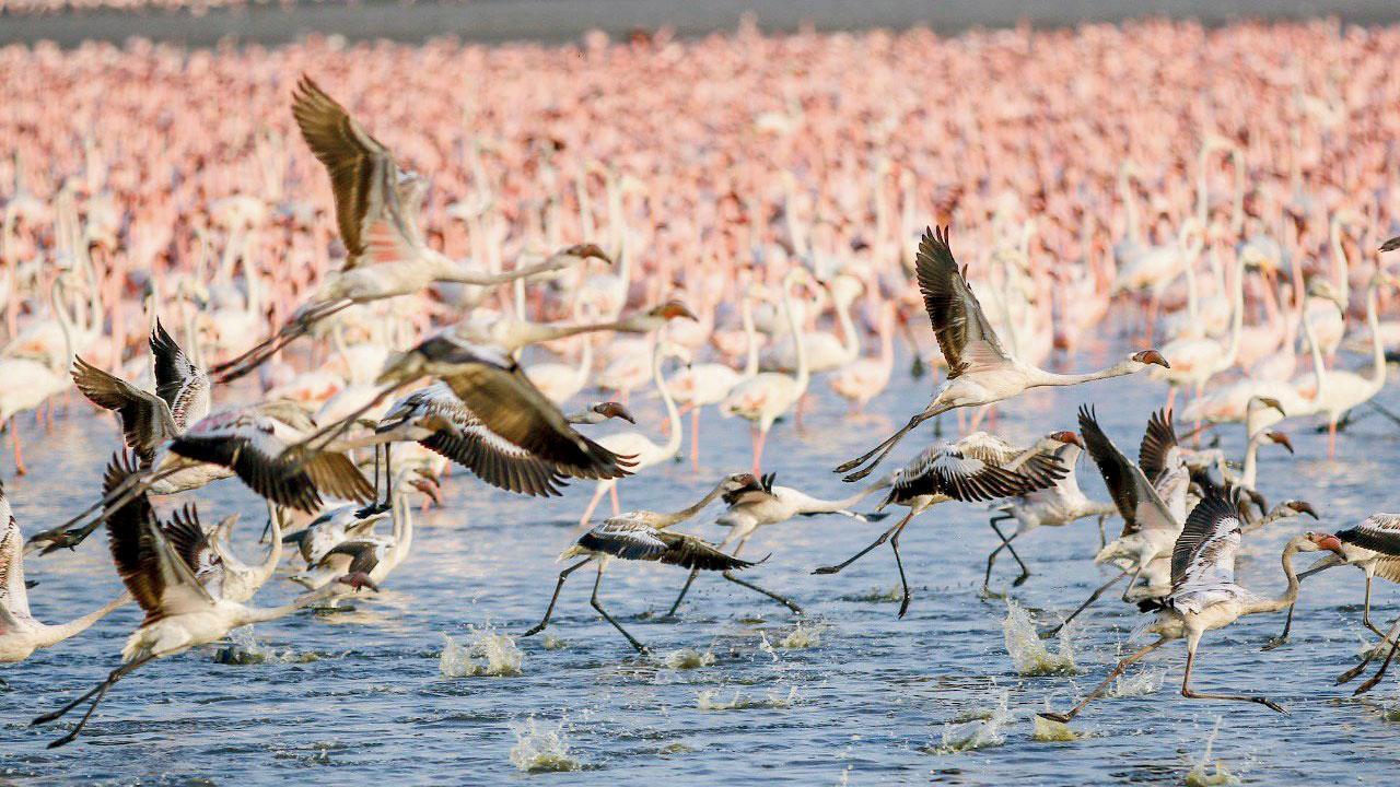 Thane creek designated a Ramsar Site on I-Day