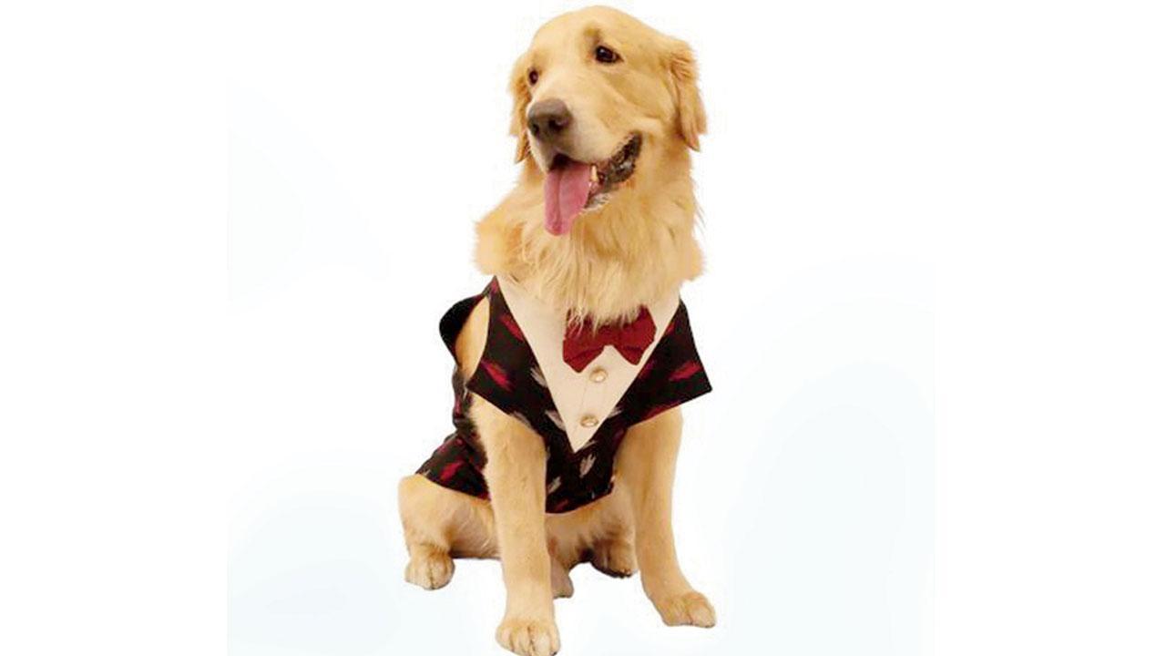 International Dog Day 2022: Unique gift ideas to celebrate the day with your furry friend