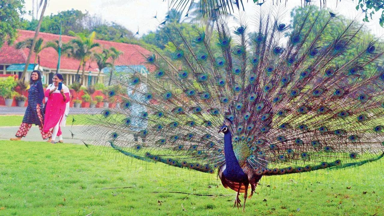 Dil Maange Mor: The National Bird of India shows off its vibrant plumage as passersby capture the moment at Raj Bhavan in Walkeshwar. Pic/Ashish Rane