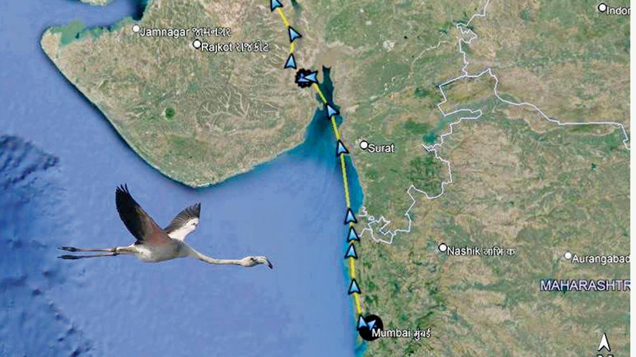 Flamingo flies from Mumbai to Little Rann in 25 hours