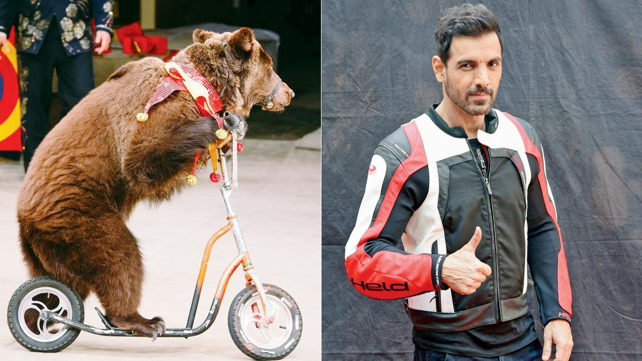 A circus bear in action. Representation pic; (right) Actor and animal lover John Abraham wrote to BookMyShow on behalf of PETA India
