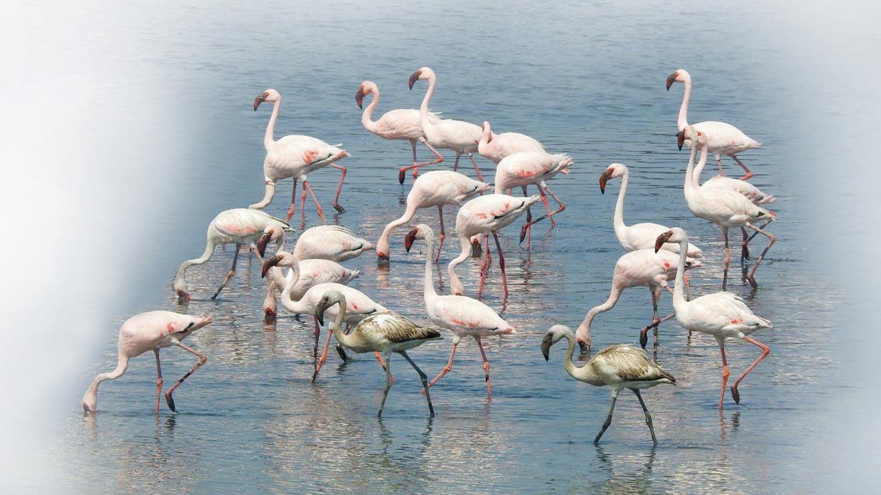 Green signal: Experts decode what a 'Ramsar tag' for Thane Creek Flamingo Sanctuary means