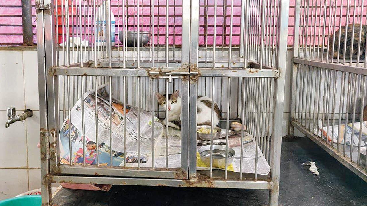 Mumbai: BMC’s cat sterilisation programme hit by space crunch