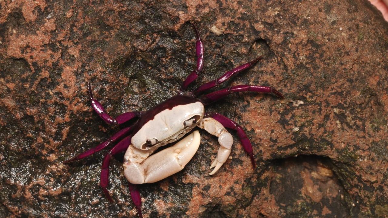 Researchers, including Tejas Thackeray, discover new freshwater crab species