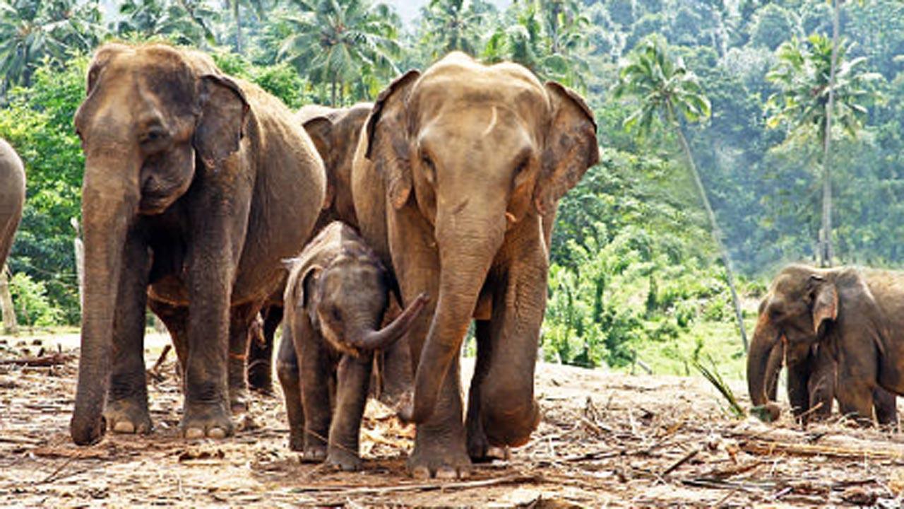 Dudhwa Tiger Reserve mahouts will now record their experiences to help understand elephants better