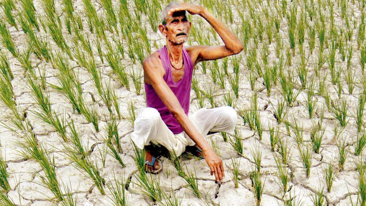 In dry J’khand, farmers struggling to feed family