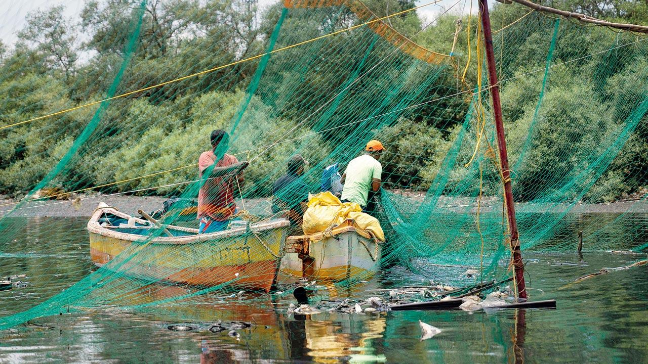 Fishermen installing the specially modified nets earlier in June