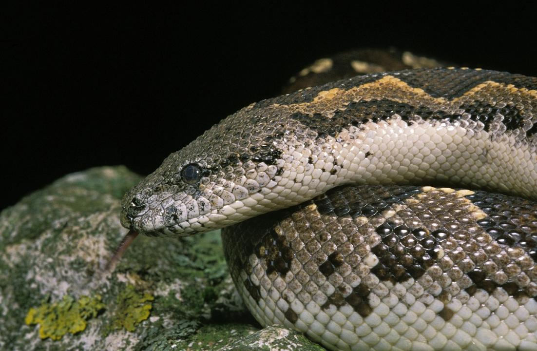 Maharashtra: Five held with sand boa worth Rs 70 lakh in Thane district
