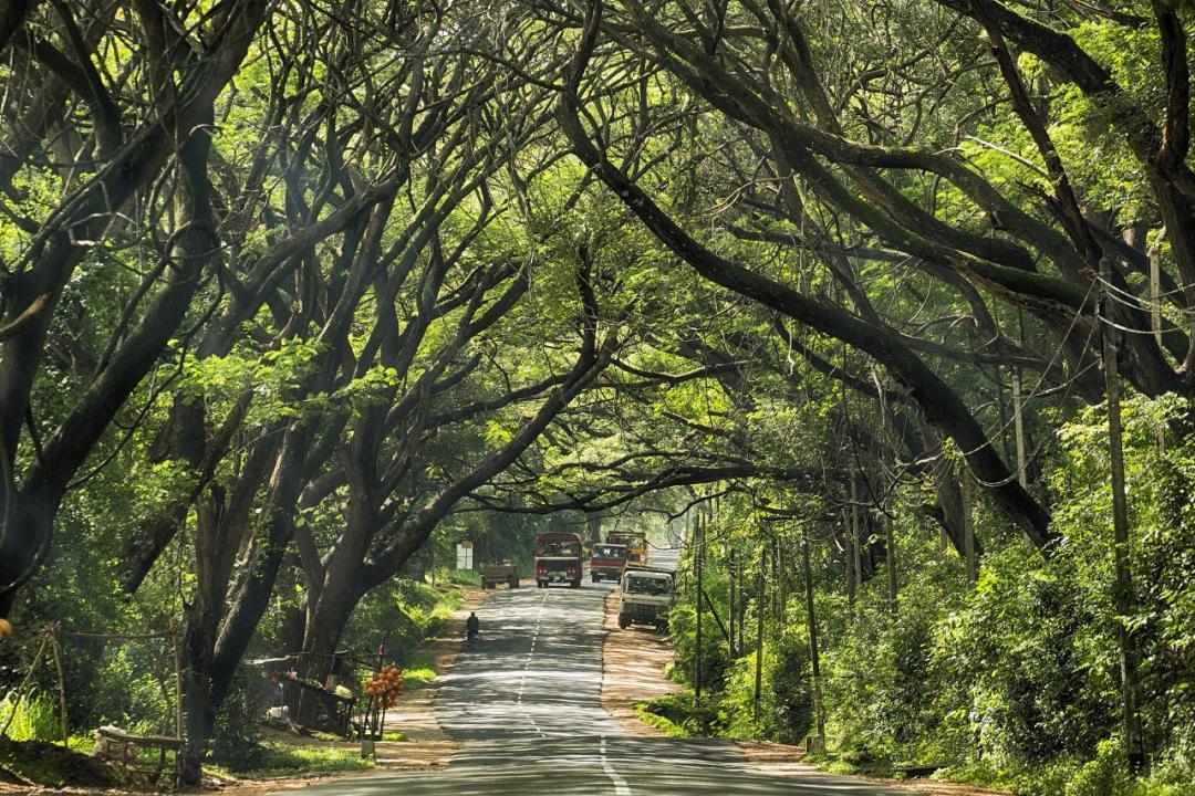 Over 5,100 trees to be felled in Delhi for construction of Delhi-Saharanpur highway