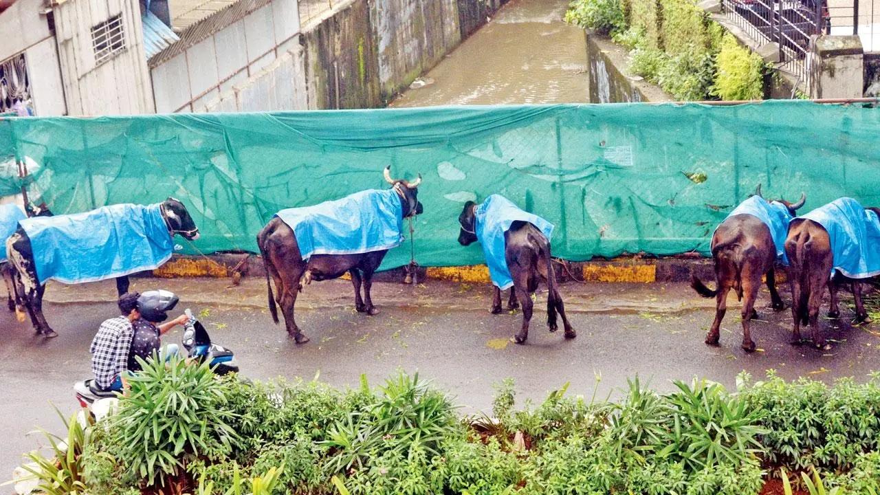 They have got it cow-ered: A row of cows sport plastic sheets as raincoats on the Western Express Highway in Kandivali. Pic/Satej Shinde