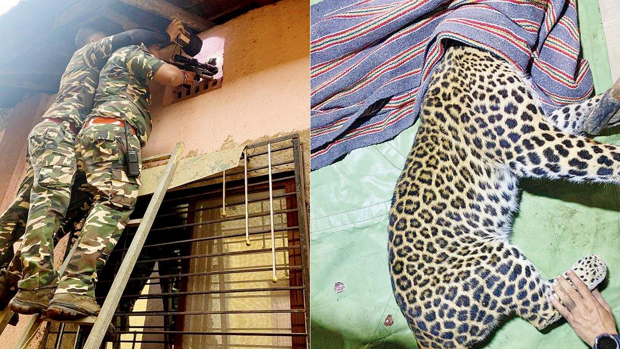 Officials tranquilise the animal; (right) The sedated leopardess