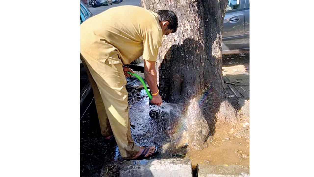 A BMC employee tries to flush out the poison with water