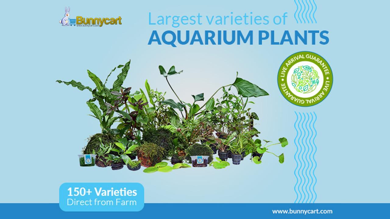 Bunnycart delivers healthy aquatic plants straight from farms.