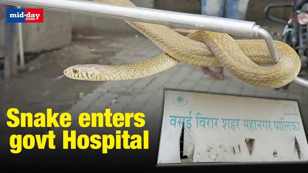 Mumbai: Panic after Snake spotted in Vasai-Virar’s govt Hospital