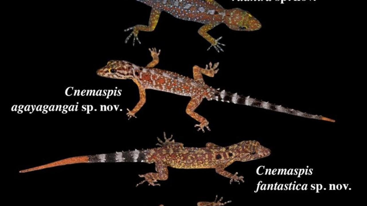 Tejas Thackeray and team of researchers discover five new dwarf gecko species in Tamil Nadu