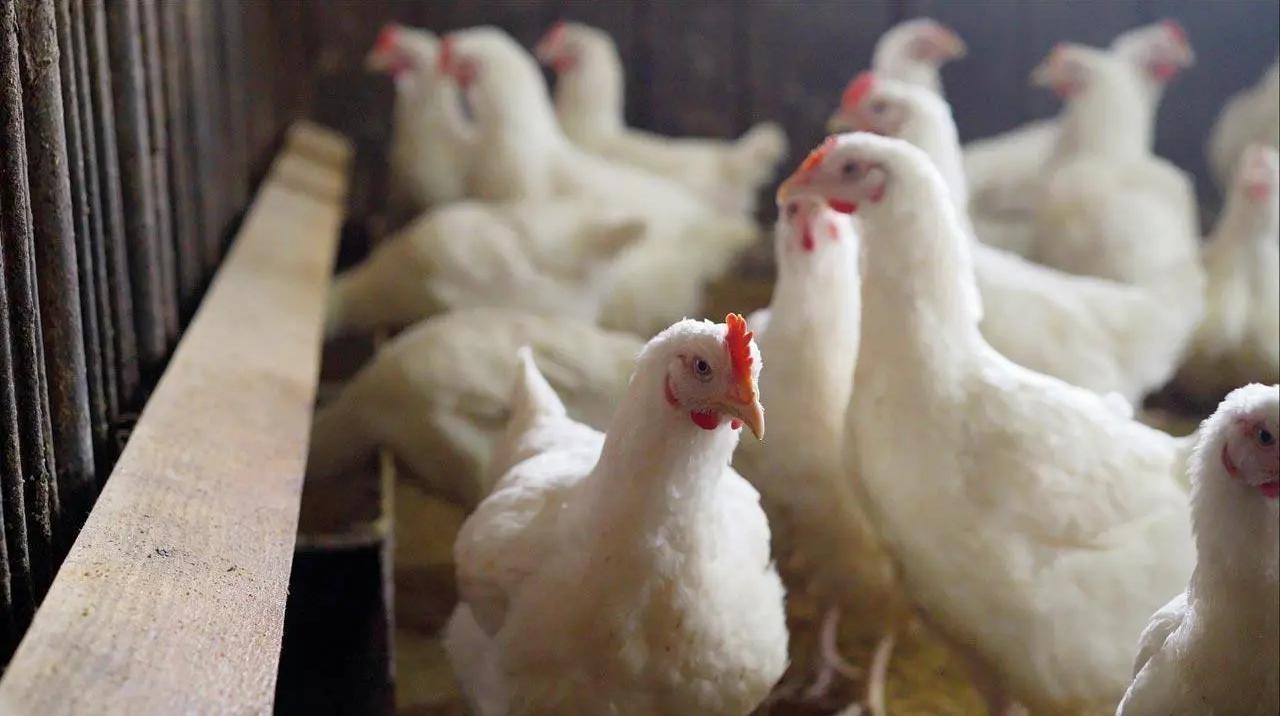 Lakshadweep bans transport of frozen chicken to islands over bird flu outbreak in Kerala