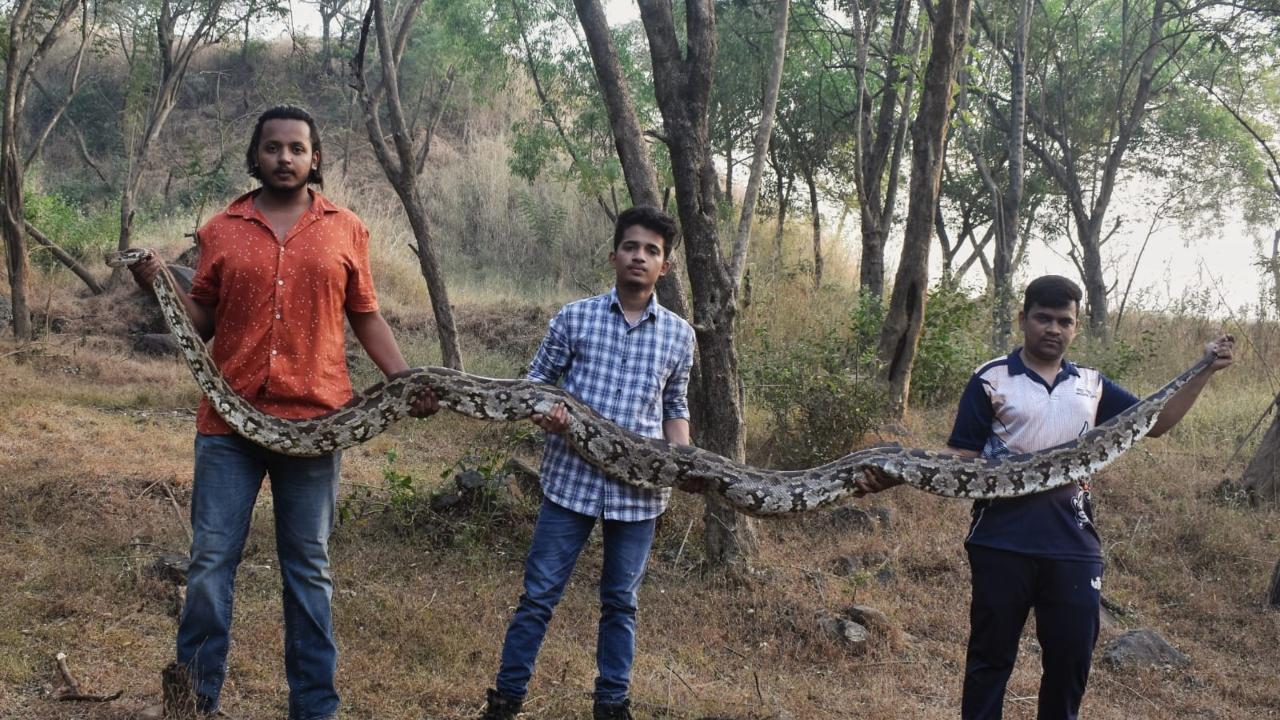 Mumbai: 15-foot-long Indian rock python rescued from Bhandup area