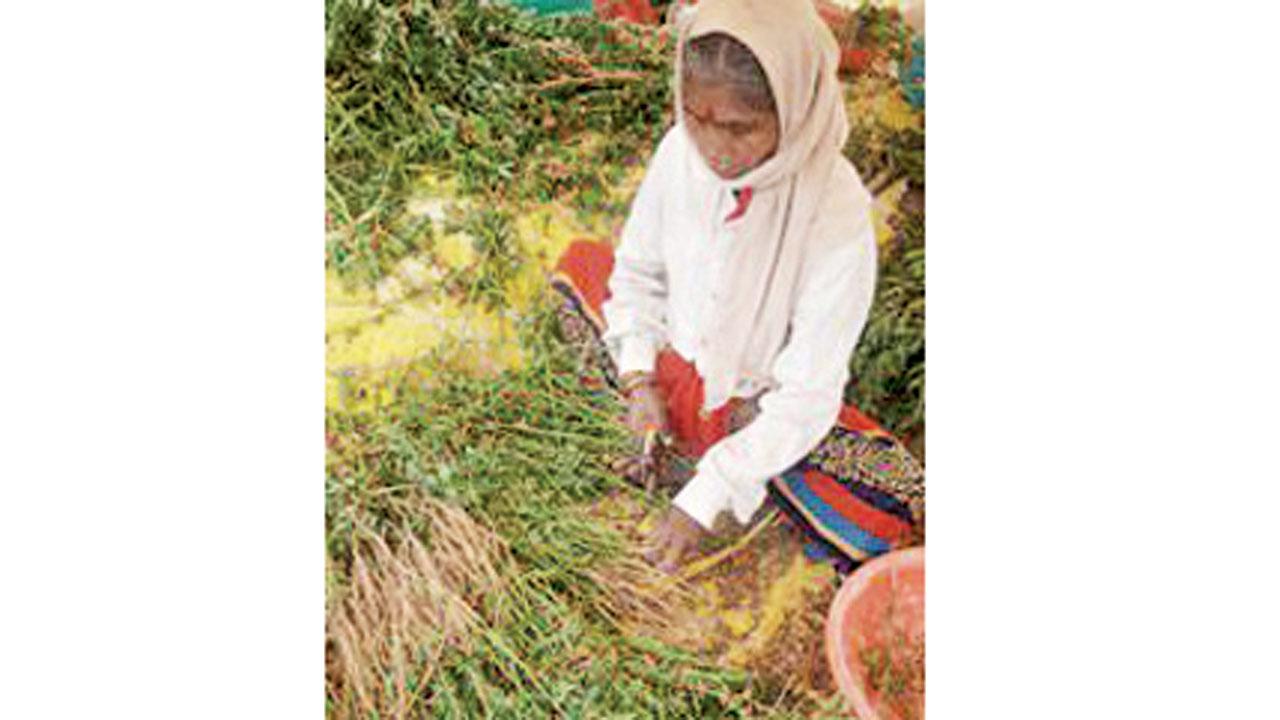 A farmer harvesting ashwagandha