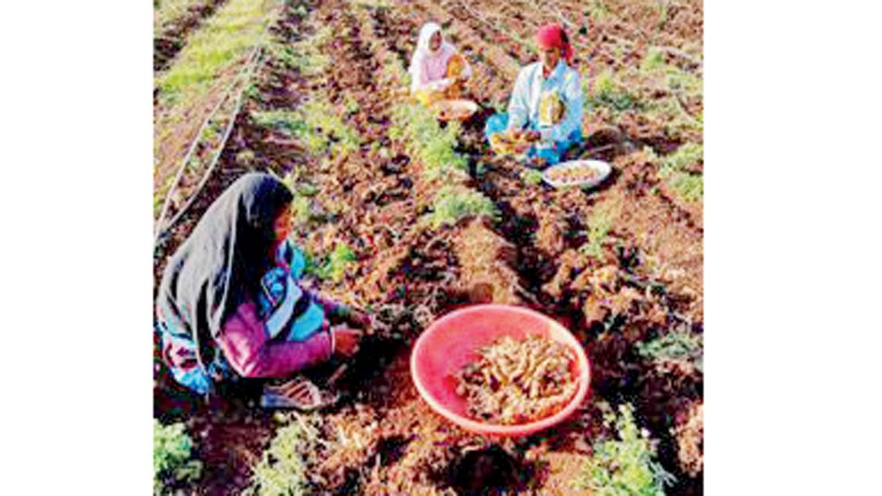 Farmers harvesting the land