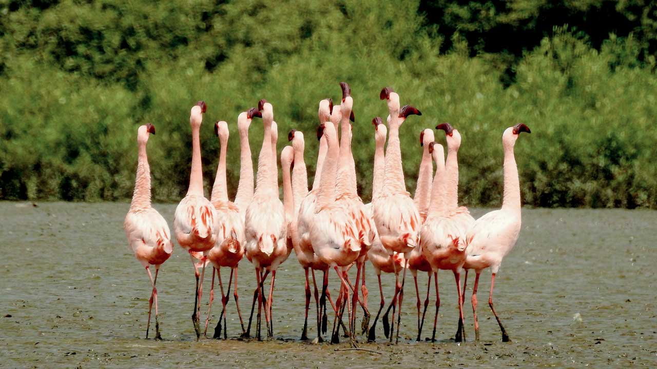 The flamingo courting dance. Pic courtesy/Raju Kasambe