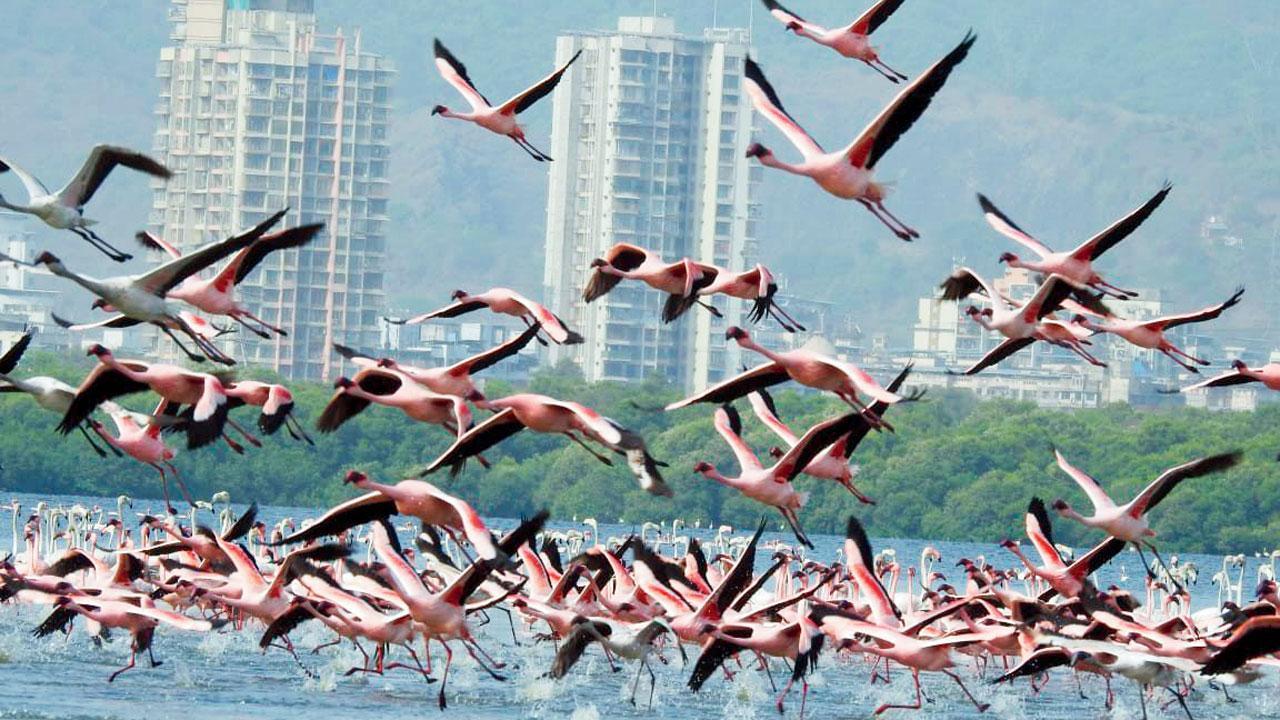 The sky is pink: Flamingos flock to Mumbai