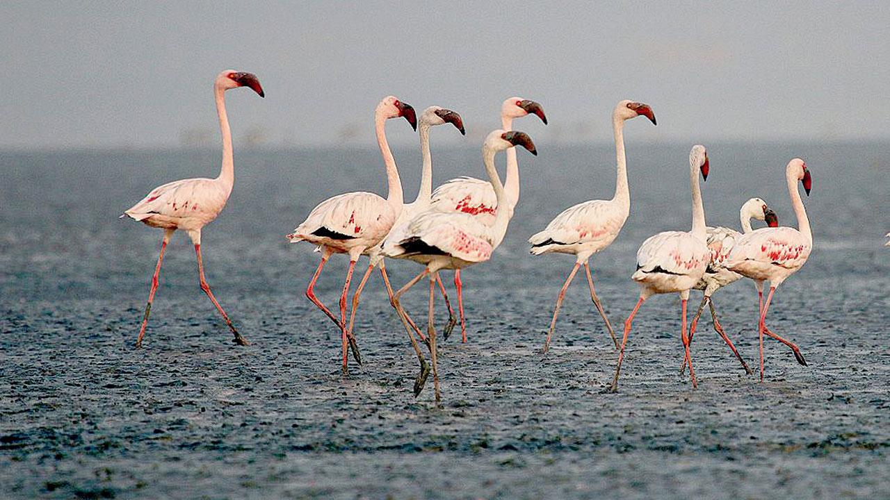 A group of lesser flamingos at the site last year. Pic courtesy/Rahul Khot
