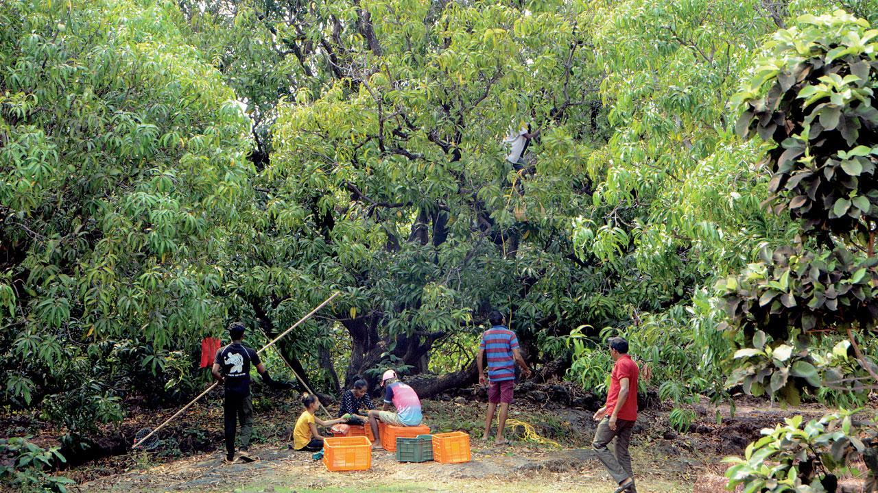 Maharashtra: Unseasonal rain in Konkan worries mango farmers