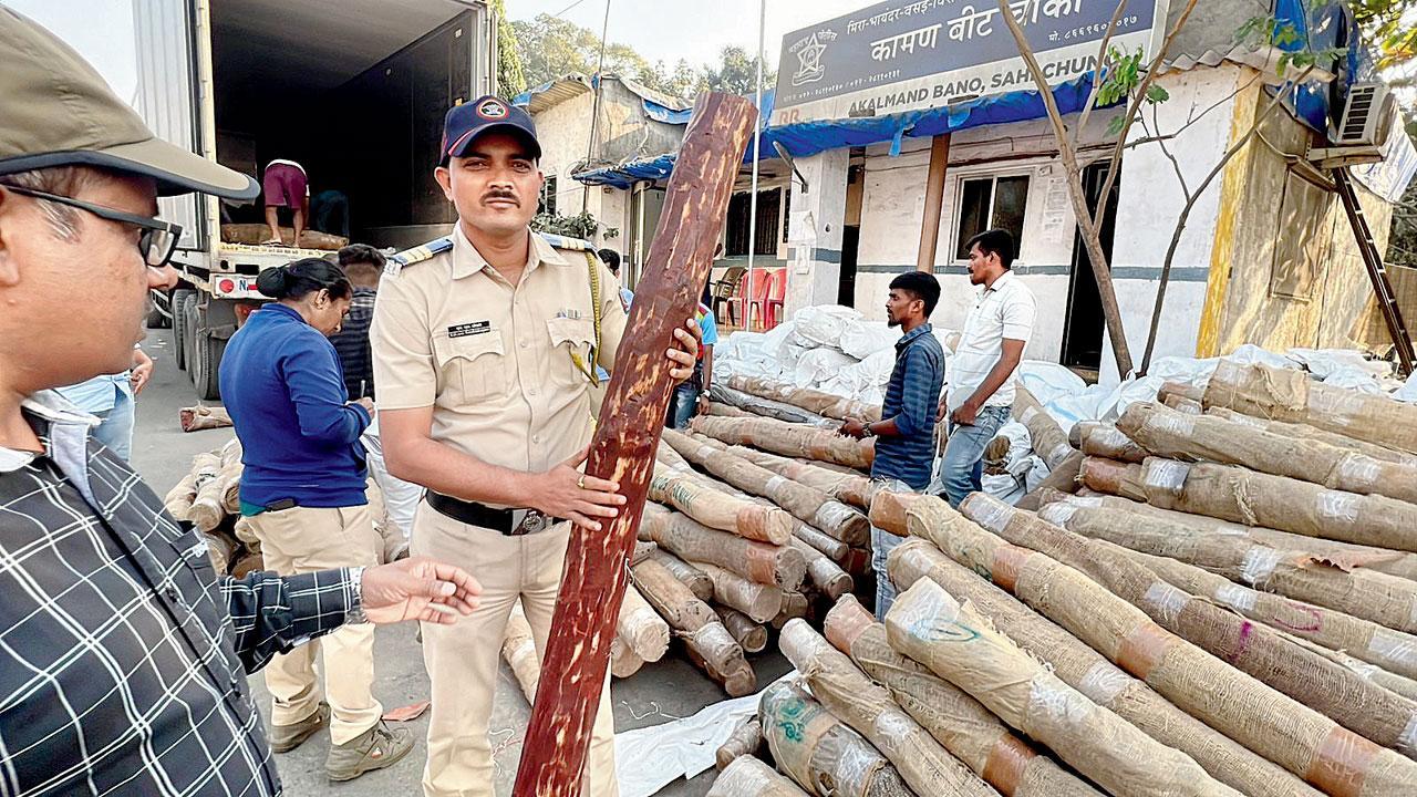 Thane Crime: Red sandalwood worth Rs 6 crore seized in Bhiwandi