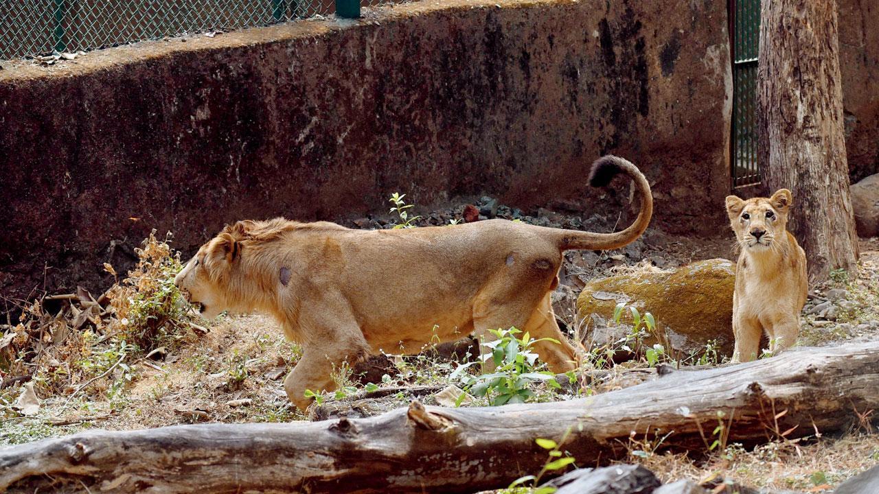 Mumbai: King and queen from Gujarat make SGNP their home