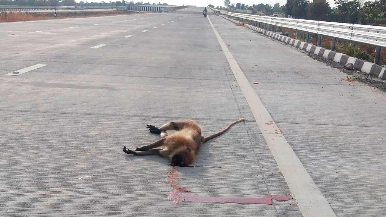 Samruddhi Mahamarg’s first casualties: langur and blackbuck