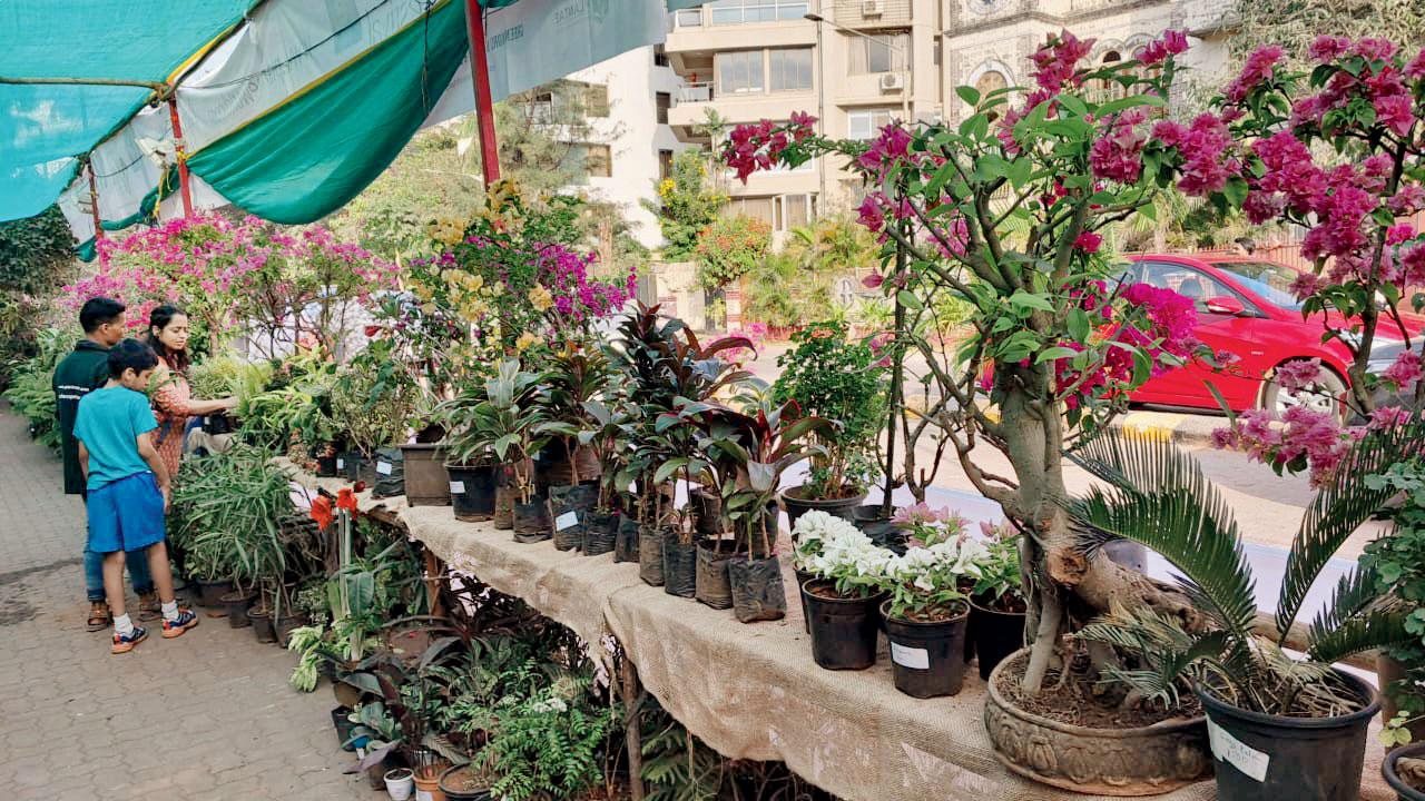 The plant festival will be open to the public till Sunday