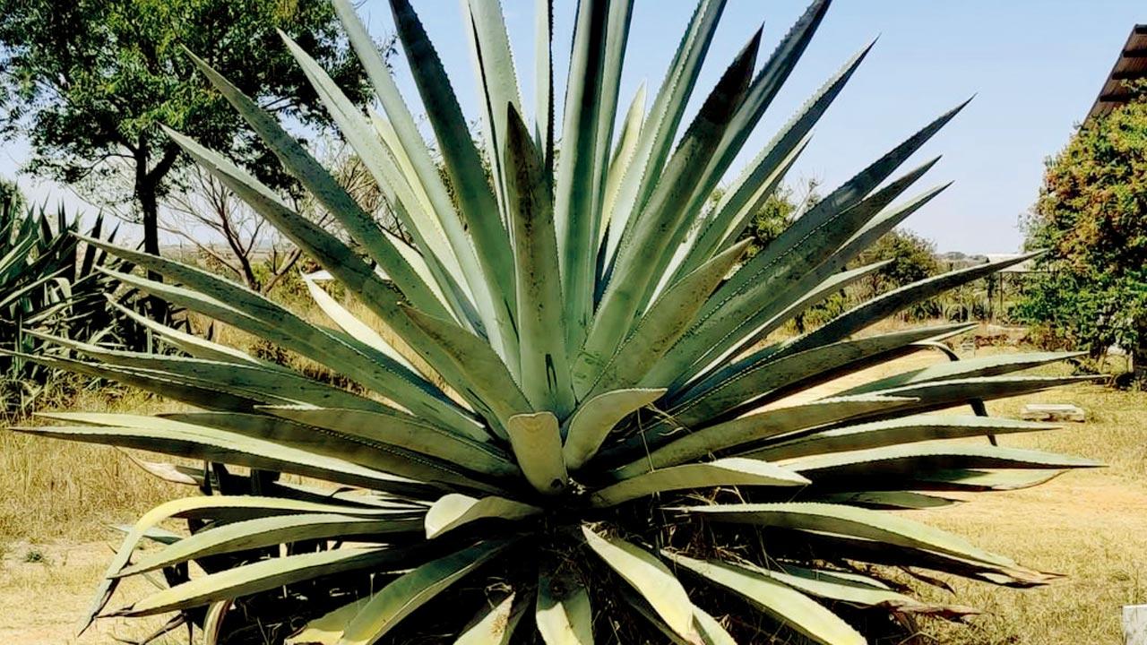 Agave Americana