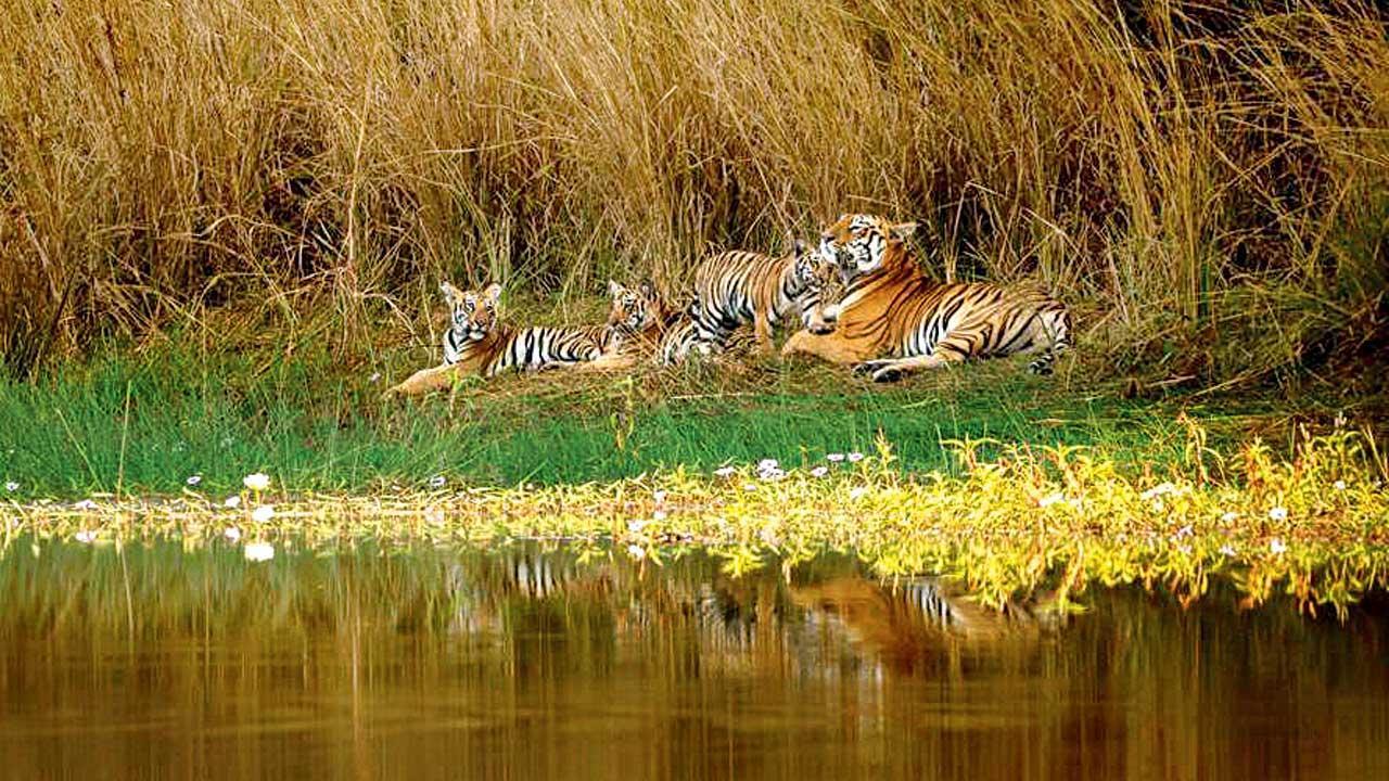 112 tiger deaths recorded across India this year 112 tiger deaths recorded across India this year