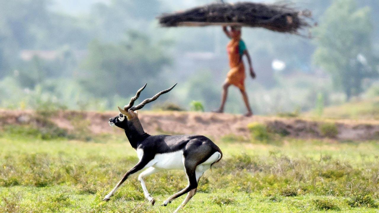 Protected by locals, blackbucks thrive in Odisha