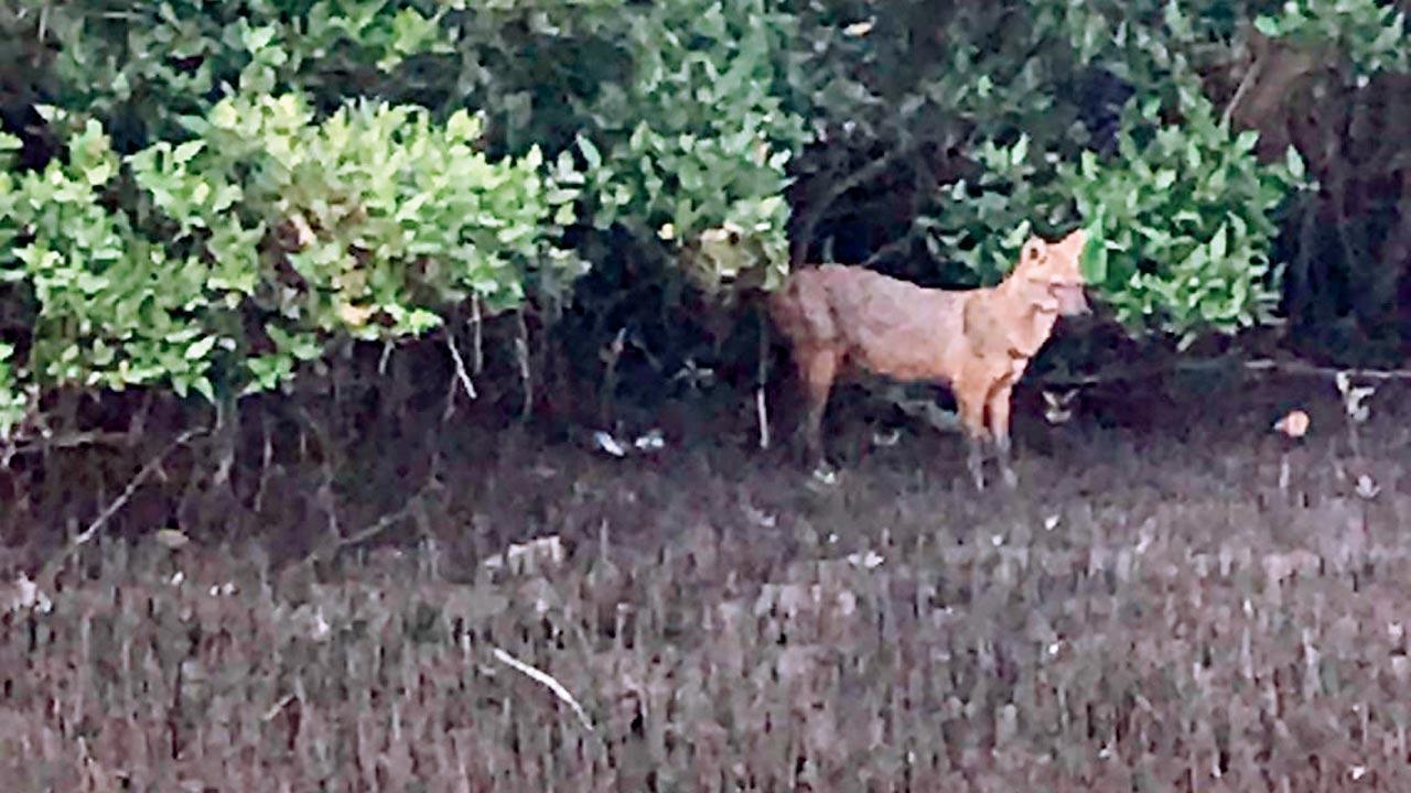 Mumbai: Jackal spotted at MMR’s first eco-tourism village