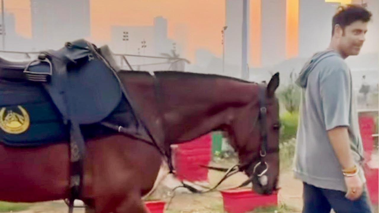 Not just horsing around