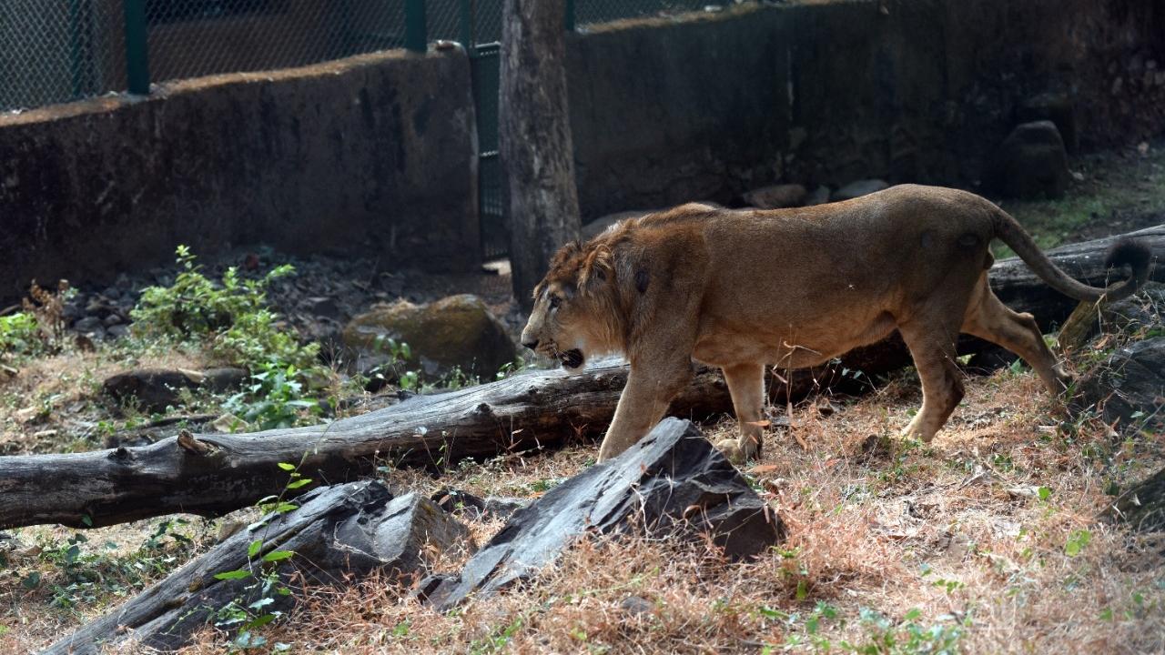 A pair of lions arrived in Mumbai from Sakkarbagh Zoological Museum in Gujarat.