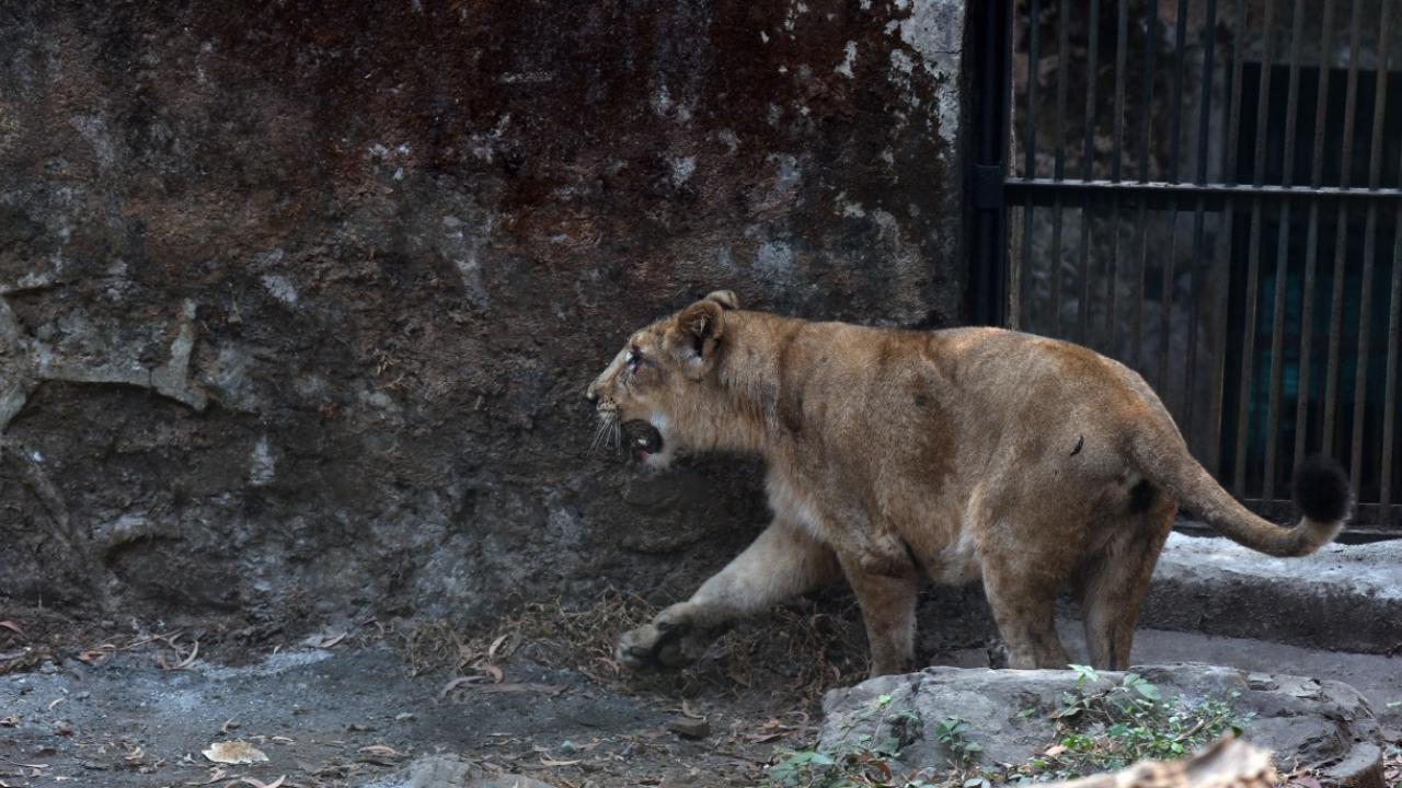 With the pair's arrival in Mumbai, the lion safari at SGNP is likely to resume again.