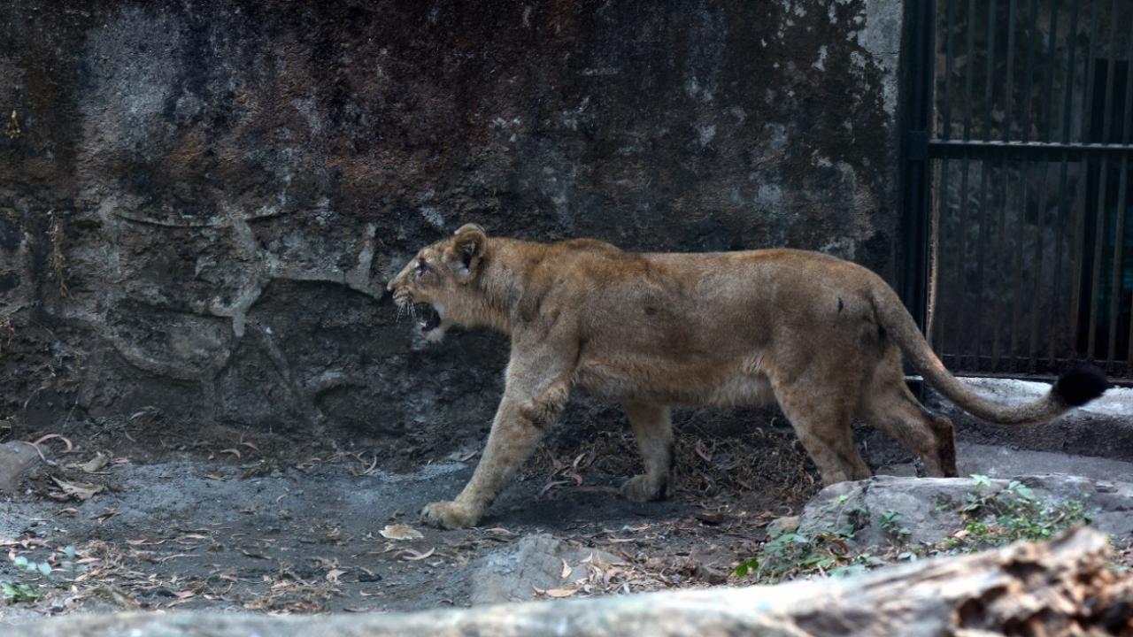 The lioness was seen roaring in its enclosure after its release.