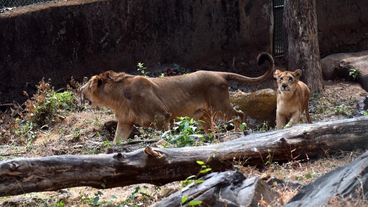 Both the big cats are aged two-years-old. 