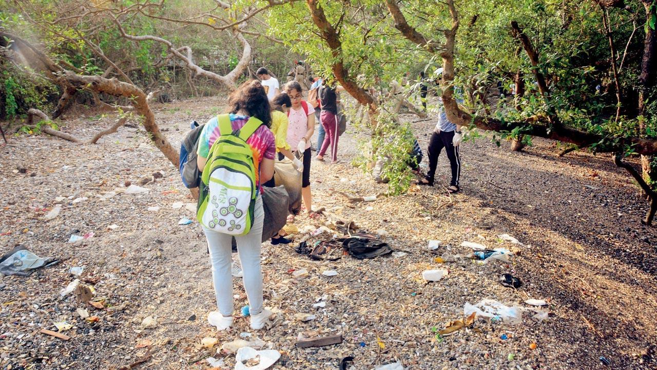 Mumbai: Sparkling green mangroves in next 6 months