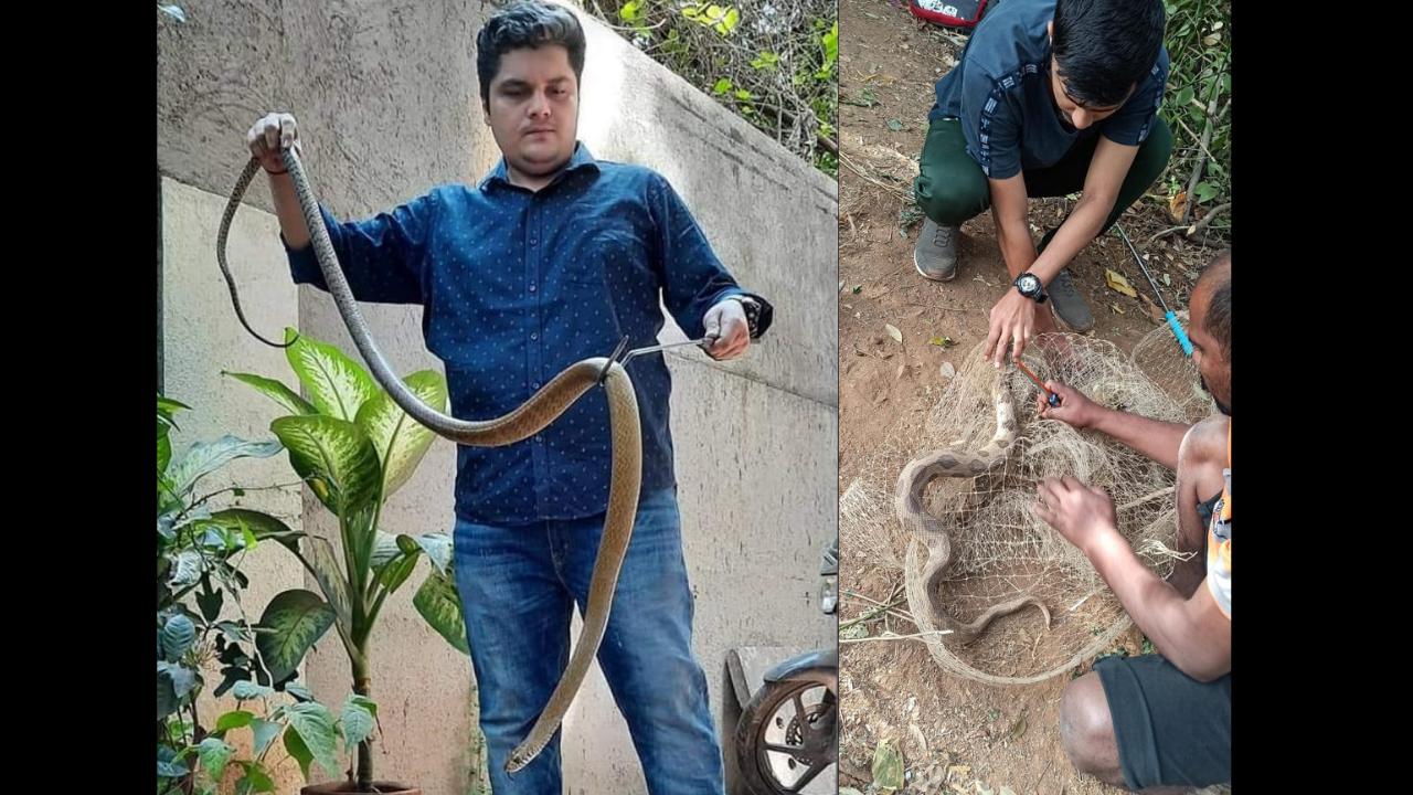 Serpentine struggles: Why the tricky task of snake rescuing still attracts some Mumbaikars