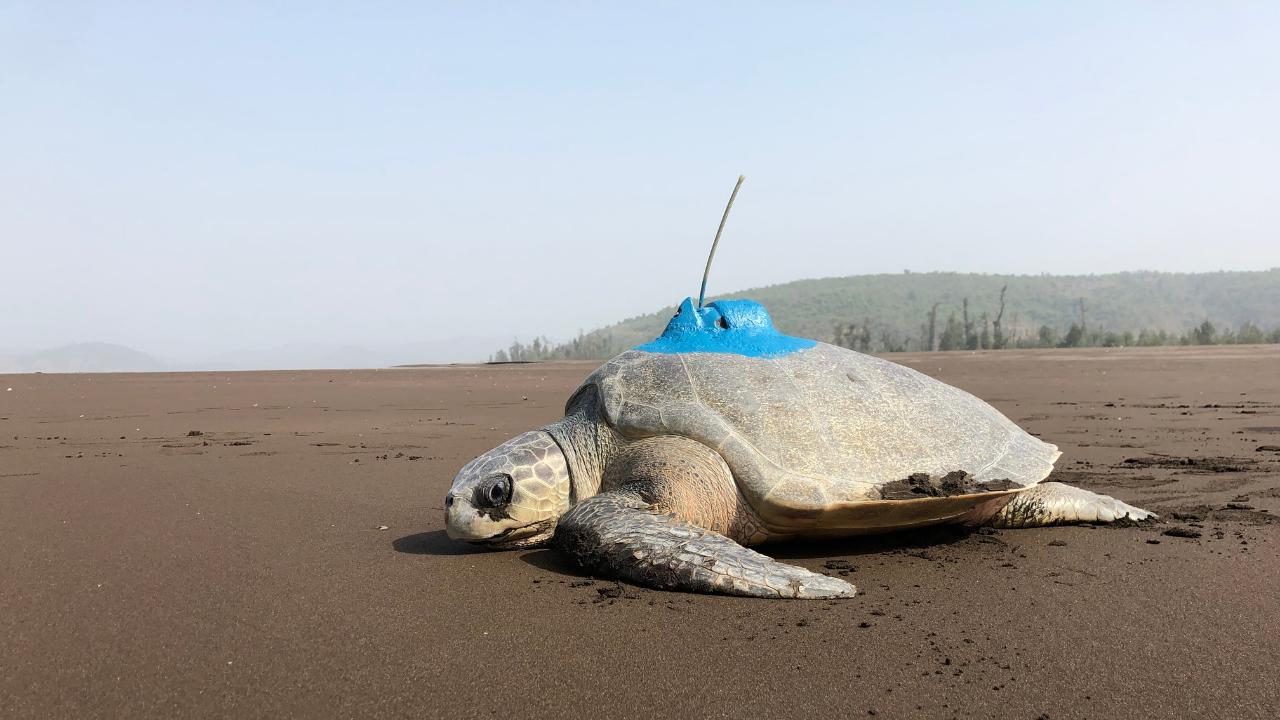 Turtle Trails: How and why Maharashtra's Olive Ridleys are being satellite tagged