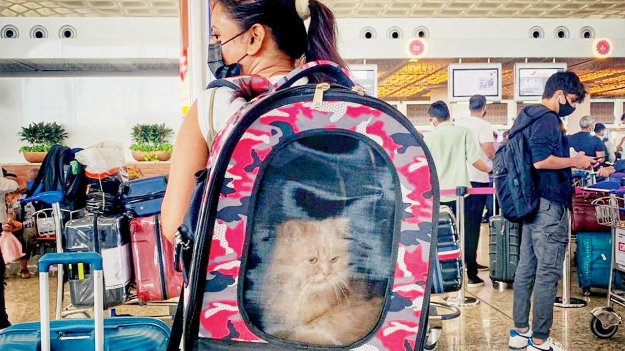 Not without our pets
